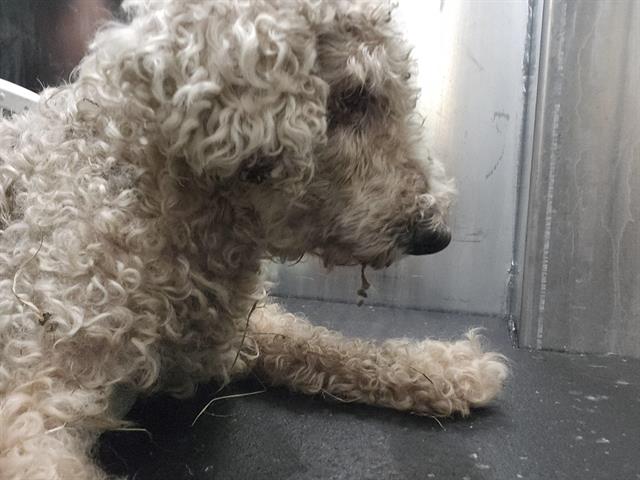 Shelter Stray Female Dog last seen Near BLOCK DELL CREST, 4710 TX-151, San Antonio, TX 78227, USA