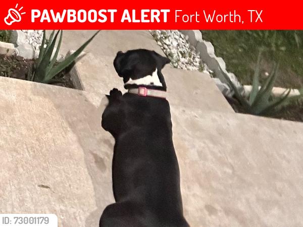 Lost Female Dog last seen Annie St and Tennessee Ave. Fort Worth Tx, Fort Worth, TX 76104