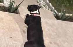 Lost Female Dog last seen Annie St and Tennessee Ave. Fort Worth Tx, Fort Worth, TX 76104