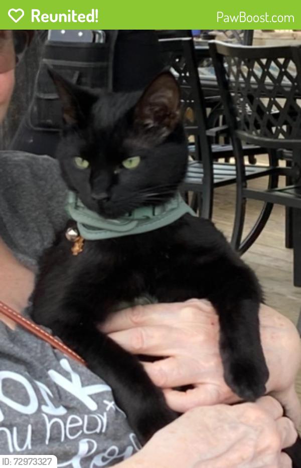 Reunited Male Cat last seen North Street and Aiden Street , Orange, VA 22960