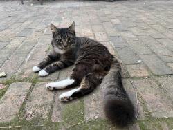 Found/Stray Unknown Cat last seen November Drivr, Durham, NC 27712