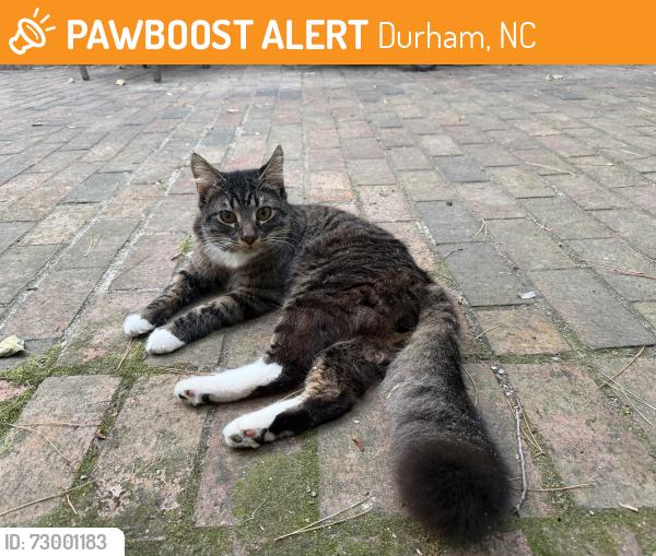 Found/Stray Unknown Cat last seen November Drivr, Durham, NC 27712
