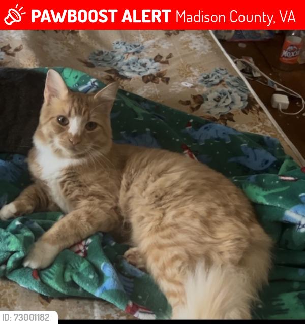 Lost Male Cat last seen Oak park rd, Madison County, VA 22727