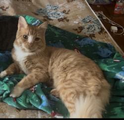 Lost Male Cat last seen Oak park rd, Madison County, VA 22727