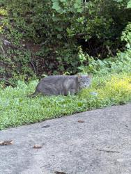 Found/Stray Unknown Cat last seen Behind de clieu and 7-11, Reston, VA 20190