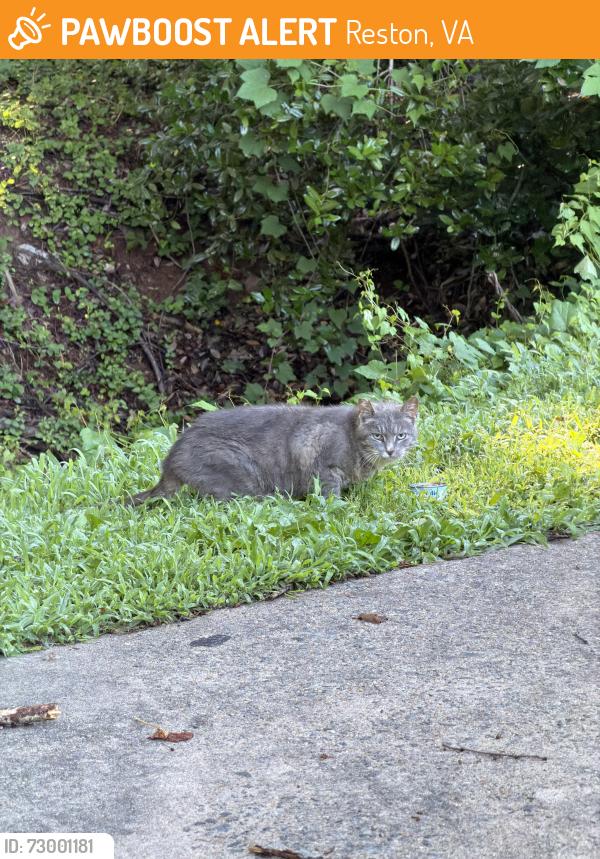 Found/Stray Unknown Cat last seen Behind de clieu and 7-11, Reston, VA 20190