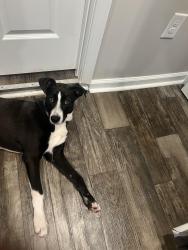 Reunited Male Dog last seen Three steps ahead 1814 Spencer St., Greensboro, NC 27401