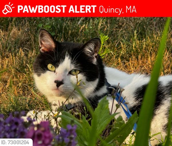 Lost Male Cat last seen Windsor and Tirell, Quincy, MA 02171