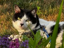 Lost Male Cat last seen Windsor and Tirell, Quincy, MA 02171