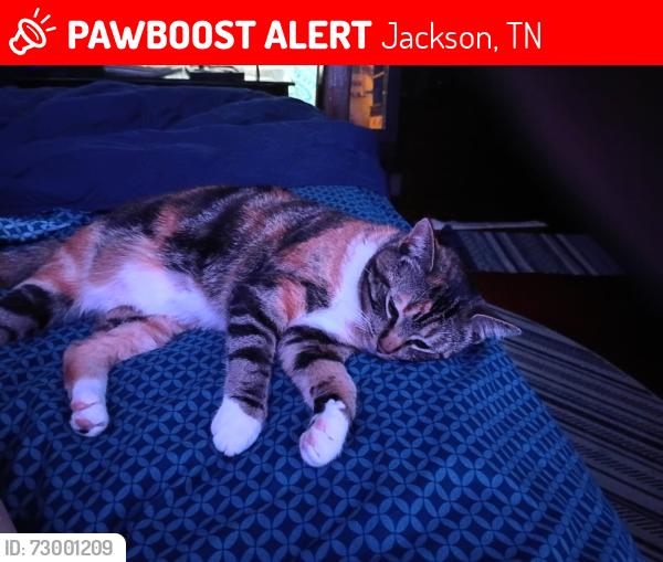 Lost Female Cat last seen C Street, D street , Jackson, TN 38301
