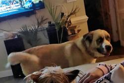 Reunited Female Dog last seen Azalea Garden Rd, Norfolk, VA 23518