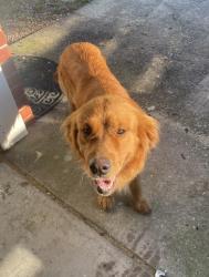 Reunited Male Dog last seen Intersection of Hwy 196 and Hwy 29 in Molino, Molino, FL 32577