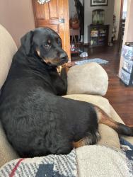 Lost Female Dog last seen Cherry and chestnut, Lancaster, OH 43130
