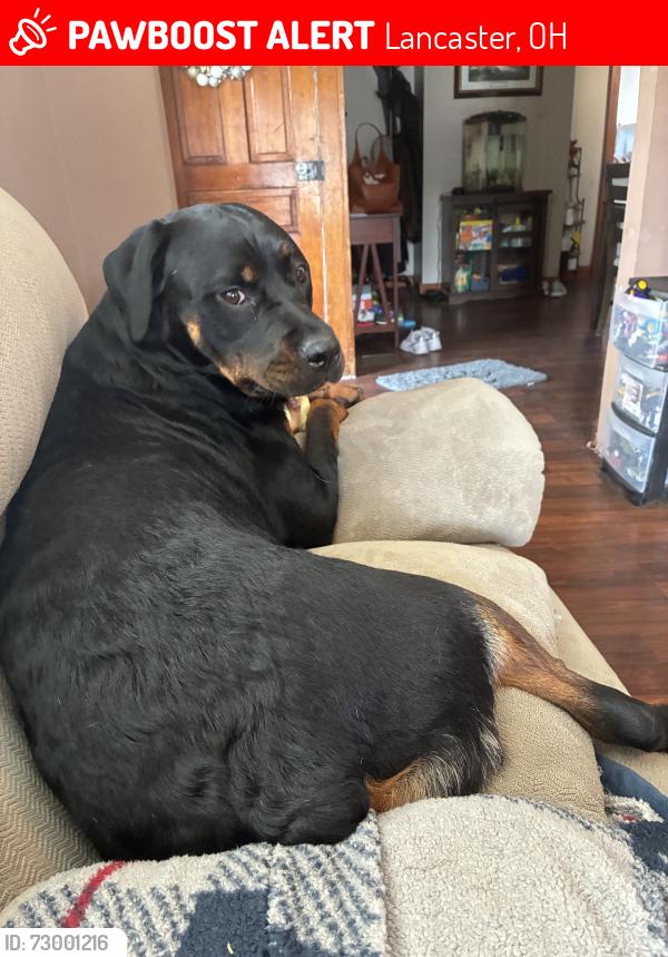 Lost Female Dog last seen Cherry and chestnut, Lancaster, OH 43130