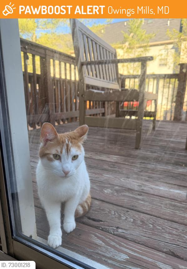 Found/Stray Unknown Cat last seen Wainwright Circle and Sherwood Farm Lane, Owings Mills, MD 21117