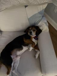 Reunited Male Dog last seen Bay blvd , Seaside Heights, NJ 08751