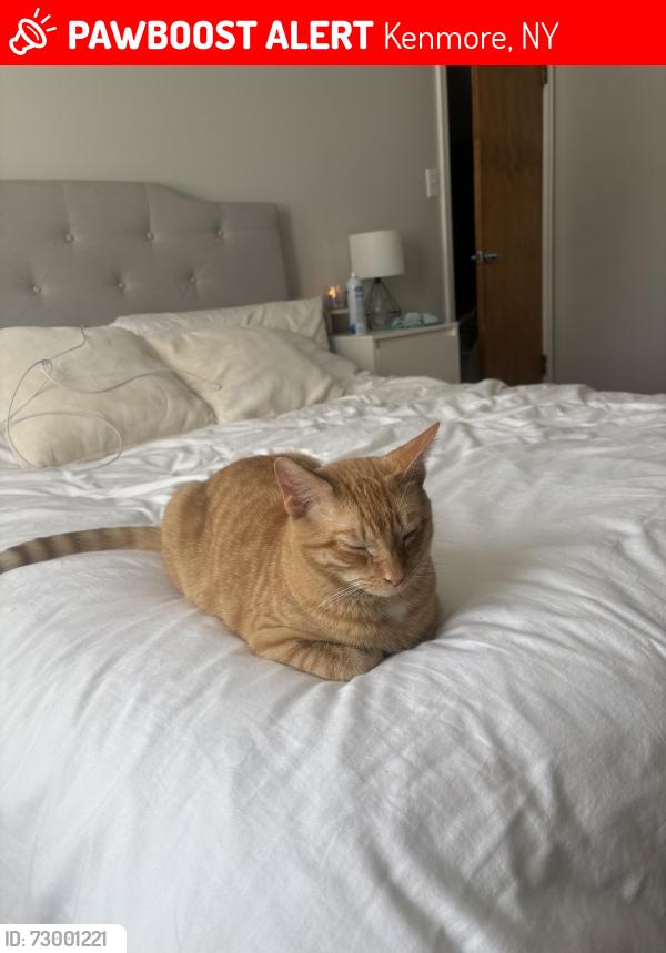 Lost Male Cat last seen Sherdian and Elmwood, Kenmore, NY 14217