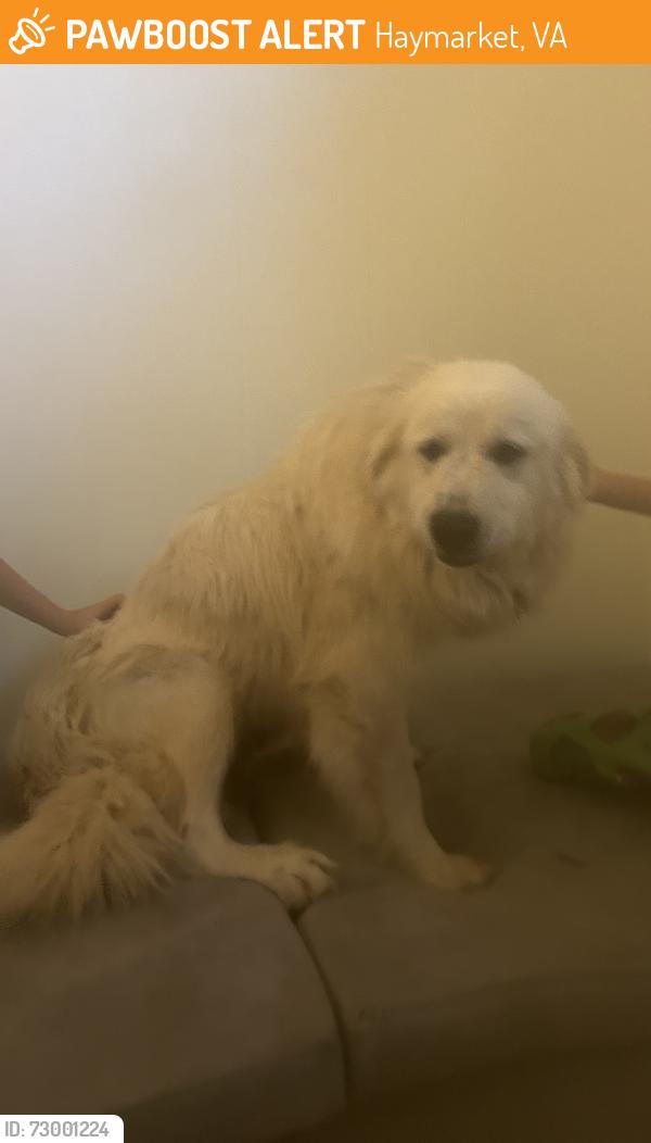 Found/Stray Female Dog last seen High ridge rd , Haymarket, VA 20169