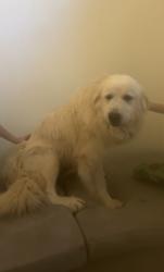 Found/Stray Female Dog last seen High ridge rd , Haymarket, VA 20169