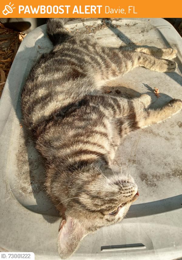 Found/Stray Male Cat last seen Northbound 441 in front of Gunther Mazda, Davie, FL 33312