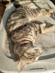Found/Stray Male Cat last seen Northbound 441 in front of Gunther Mazda, Davie, FL 33312