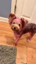 Lost Female Dog last seen Near market st , Philadelphia, PA 19139
