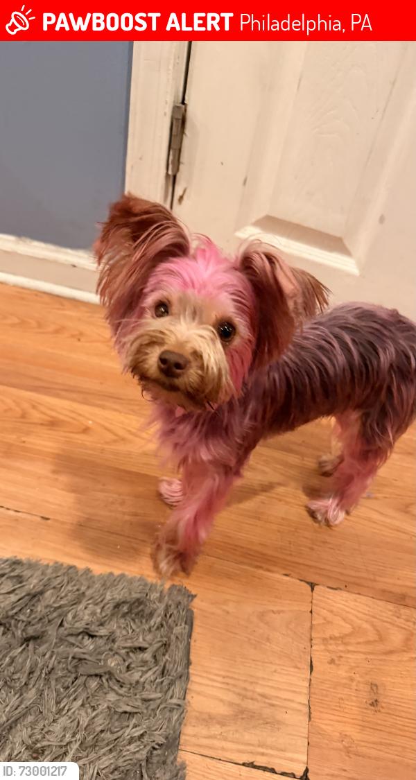 Lost Female Dog last seen Near market st , Philadelphia, PA 19139