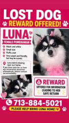 Lost Female Dog last seen Katy , Katy, TX 77493