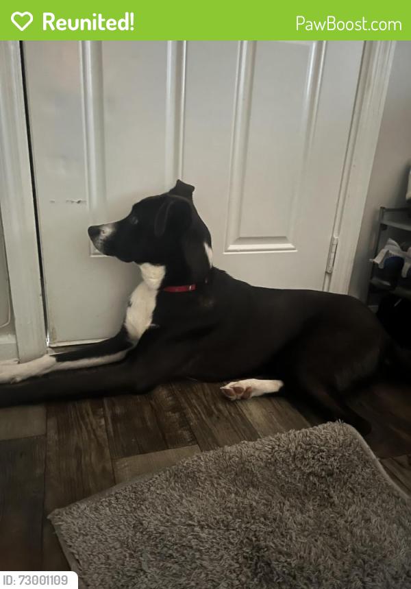 Reunited Male Dog last seen Around by , Greensboro, NC 27401