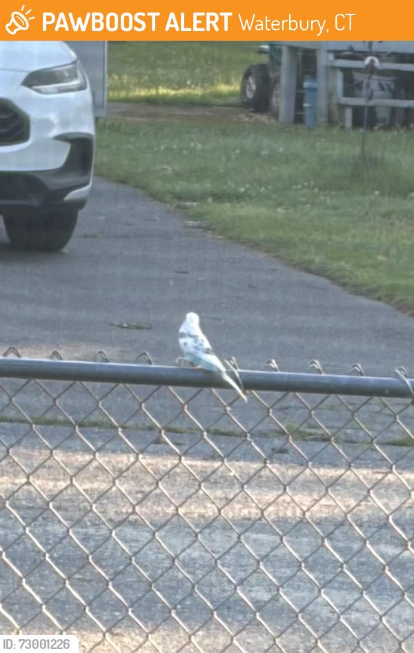 Found/Stray Unknown Bird last seen Near Suffolk St, Waterbury, CT 06704
