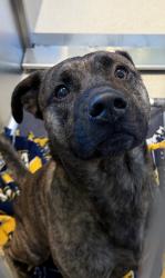 Shelter Stray Male Dog last seen Near Apple Street, CLARKSTON, MI, 48347, 1200 N Telegraph Building 42E, Pontiac, MI 48340, USA