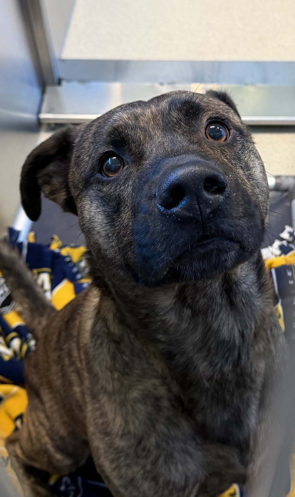 Shelter Stray Male Dog last seen Near Apple Street, CLARKSTON, MI, 48347, 1200 N Telegraph Building 42E, Pontiac, MI 48340, USA