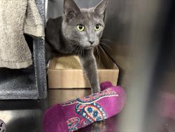 Shelter Stray Female Cat last seen Near E 110th Street, NEW YORK, NY, 10029, 326 E 110th St, New York, NY 10029, USA