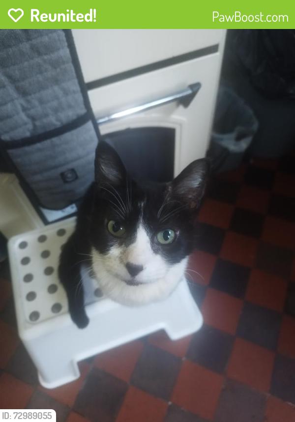 Reunited Female Cat last seen Behind McDonald's, Neath Port Talbot, Wales SA11 2BU
