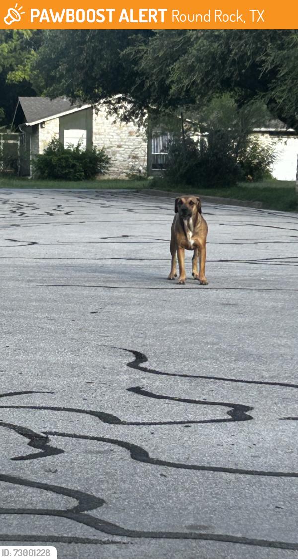 Found/Stray Female Dog last seen Near the old town elementary school, a neighborhood on Sam bass road, Round Rock, TX 78681