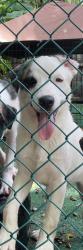 Reunited Female Dog last seen Elko road, Sandston, VA 23150