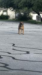 Found/Stray Female Dog last seen A neighborhood on Sam bass road, Round Rock, TX 78681