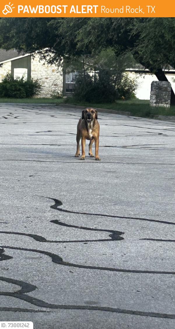 Found/Stray Female Dog last seen A neighborhood on Sam bass road, Round Rock, TX 78681