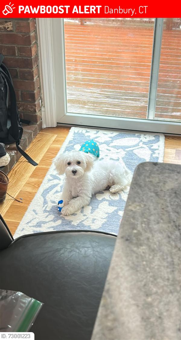 Lost Female Dog last seen Scuppo road, Danbury CT , Danbury, CT 06810