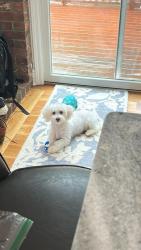 Lost Female Dog last seen Scuppo road, Danbury CT , Danbury, CT 06810