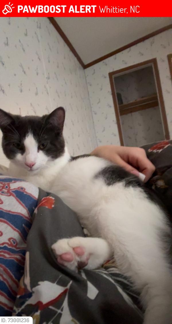 Lost Male Cat last seen Mac luck road, Whittier, NC 28789