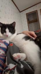 Lost Male Cat last seen Mac luck road, Whittier, NC 28789