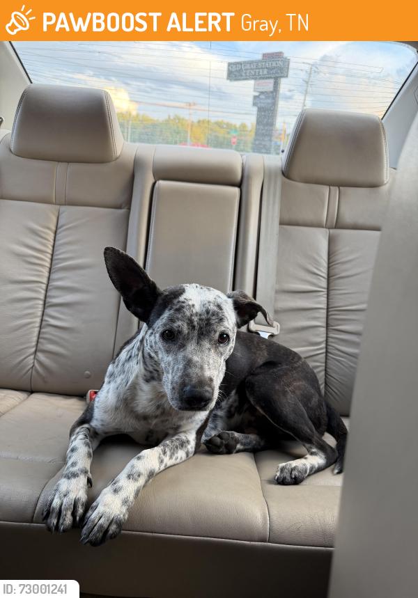 Found/Stray Female Dog last seen Gray, Tennessee, Gray, TN 37615