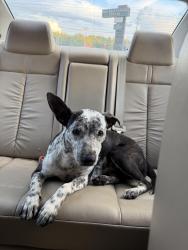 Found/Stray Female Dog last seen Gray, Tennessee, Gray, TN 37615