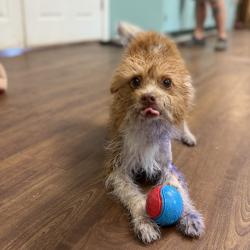 Shelter Stray Male Dog last seen , 8020 Washington St, Port Richey, FL 34668, USA