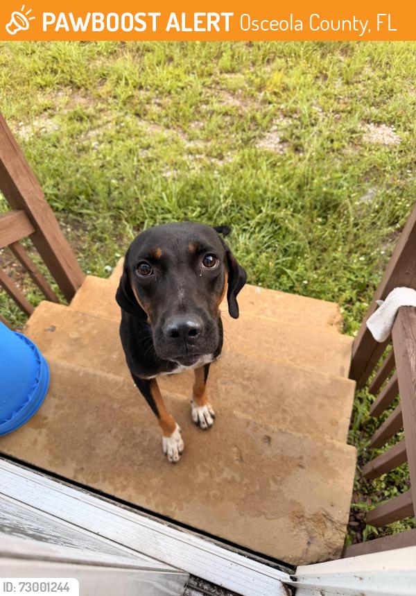 Found/Stray Male Dog last seen spiral way and narcoossee, Osceola County, FL 34771