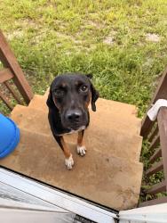 Found/Stray Male Dog last seen spiral way and narcoossee, Osceola County, FL 34771