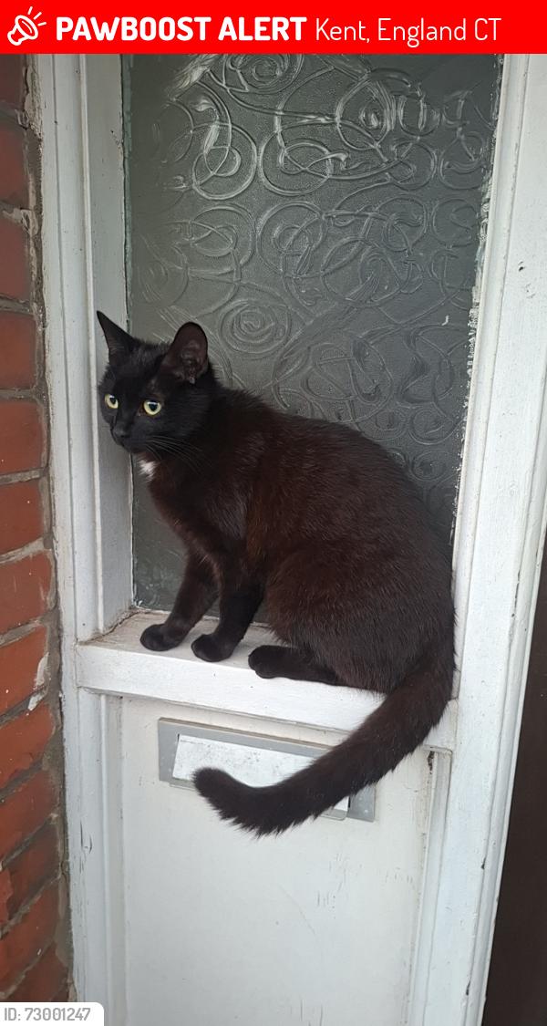 Lost Male Cat last seen Memorial park, Kent, England CT6