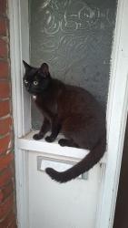 Lost Male Cat last seen Memorial park, Kent, England CT6