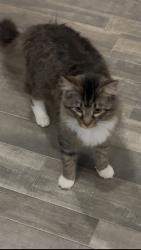 Lost Male Cat last seen Bennett Dairy rd and old converse rd, Spartanburg, SC 29307